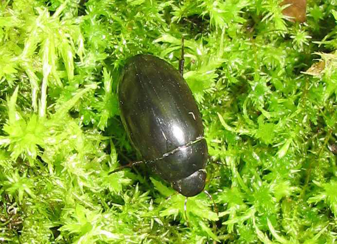 Water scavenger beetle (Hydrophilidae sp.) Credit: Sally Ray